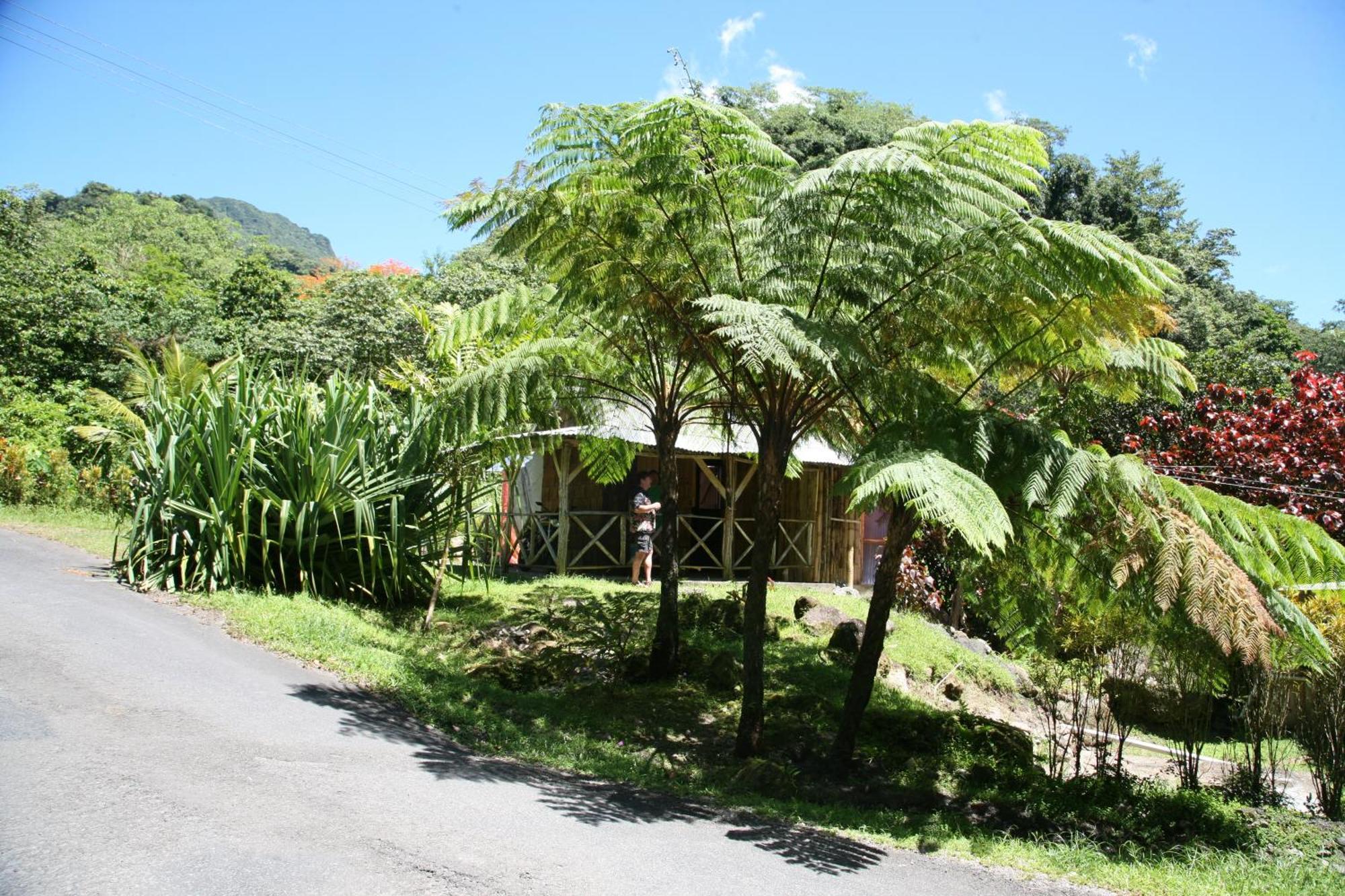 Natty Tropical Valley Roseau Dış mekan fotoğraf