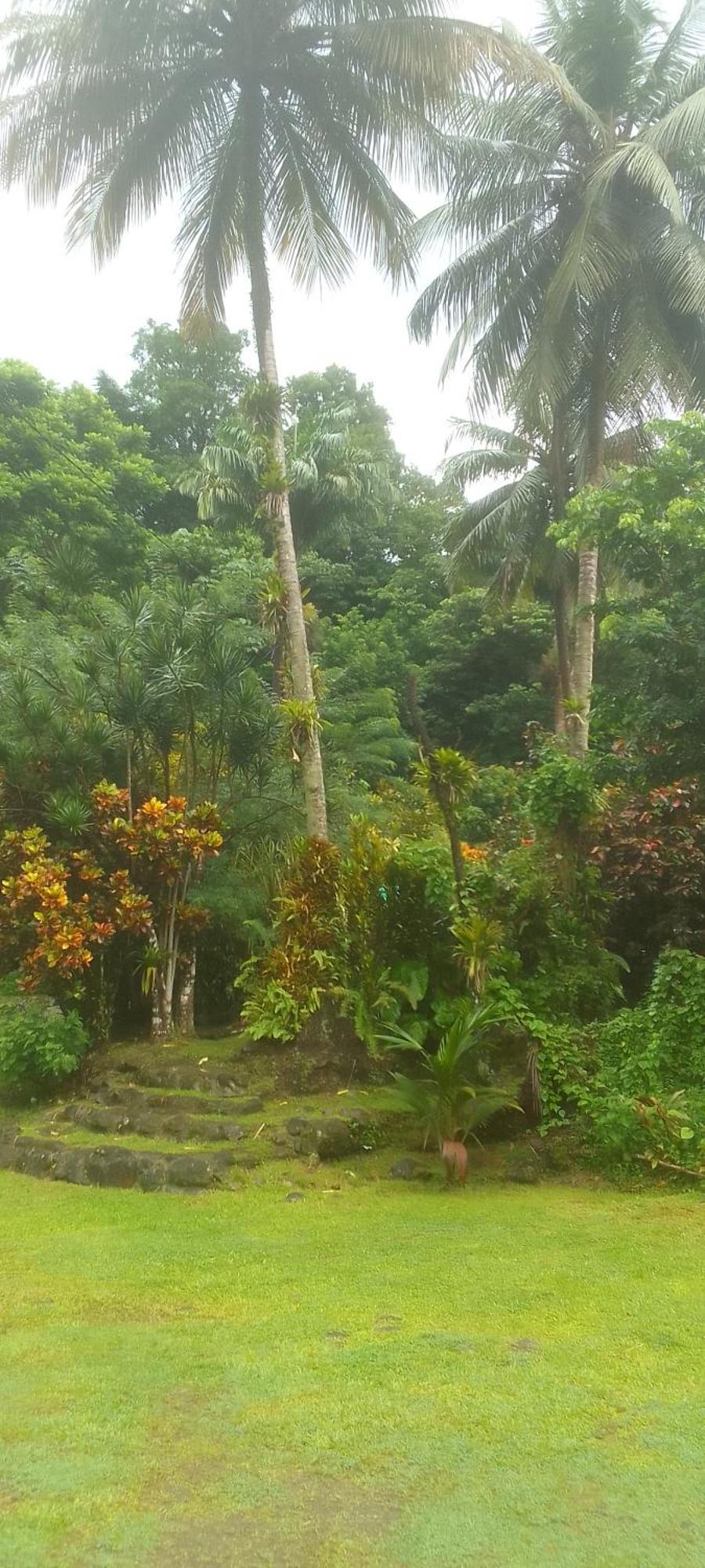 Natty Tropical Valley Roseau Dış mekan fotoğraf
